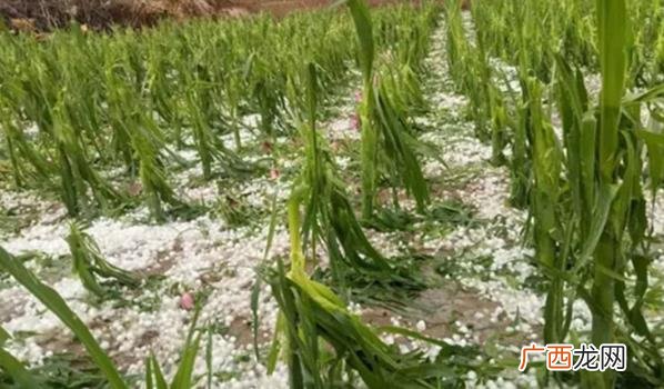 冰雹造成的危害 下冰雹是什么原因导致