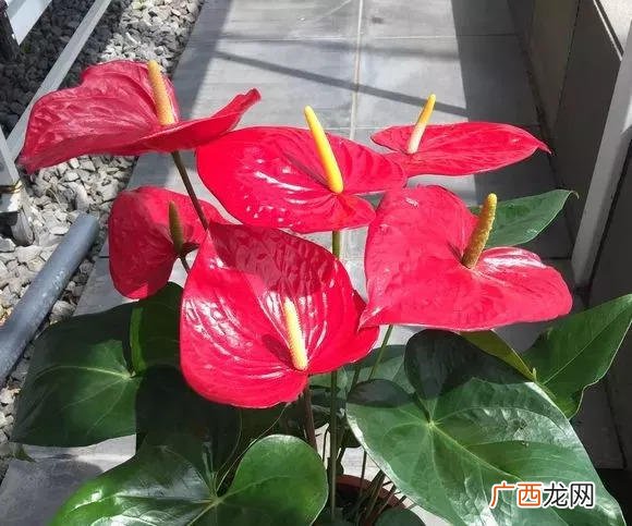 君子兰又上榜了 家里最旺财的十种花