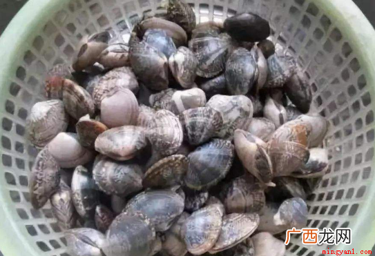 花甲怎么清洗比较干净 花甲怎么清洗