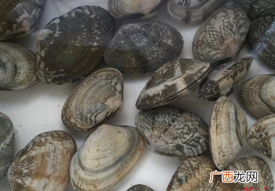 花甲怎么清洗比较干净 花甲怎么清洗
