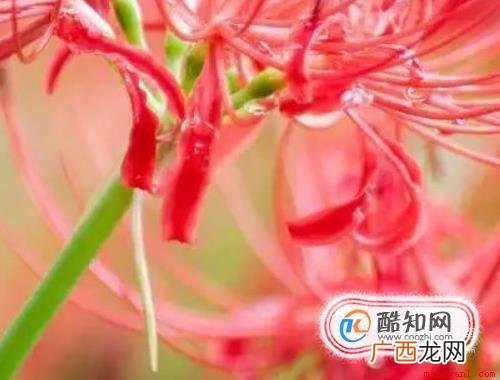 彼岸花的故事 花叶永不相见 彼岸花的故事是什么
