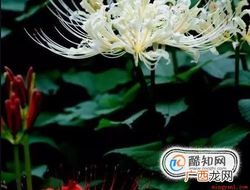 彼岸花的故事 花叶永不相见 彼岸花的故事是什么