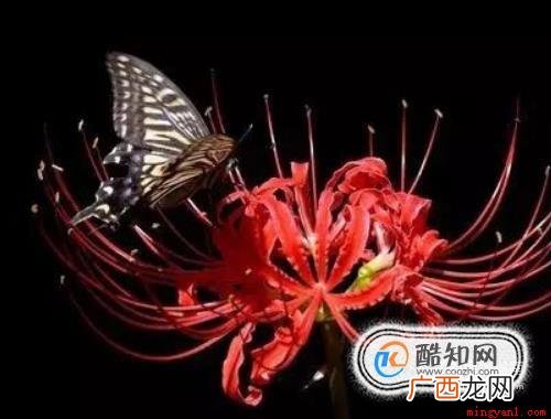 彼岸花的故事 花叶永不相见 彼岸花的故事是什么