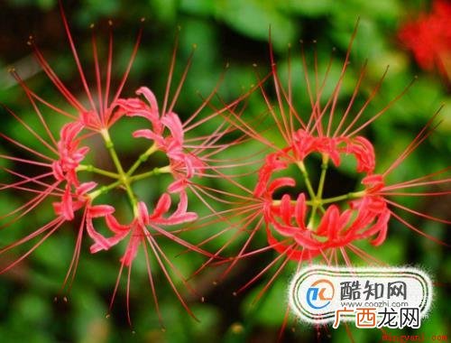 彼岸花的故事 花叶永不相见 彼岸花的故事是什么