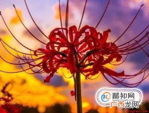 彼岸花的故事 花叶永不相见 彼岸花的故事是什么