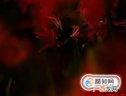 彼岸花的故事 花叶永不相见 彼岸花的故事是什么