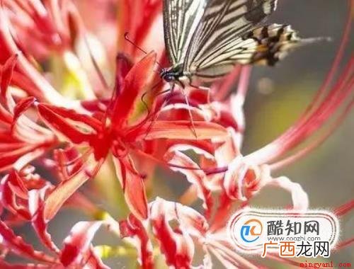 彼岸花的故事 花叶永不相见 彼岸花的故事是什么