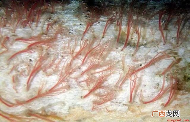 当鲸鱼在海洋中死去,它的尸体会沉入海底,生物学家称这一过程为