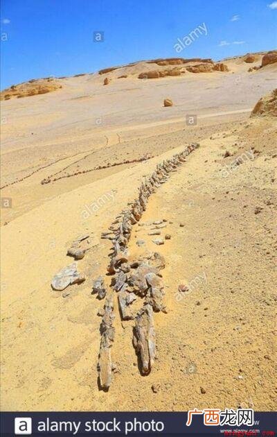 当鲸鱼在海洋中死去,它的尸体会沉入海底,生物学家称这一过程为