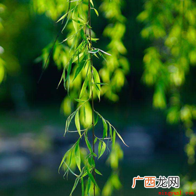 冬至在中国的二十四节气中,是节气又是传统节日的,一共有两个