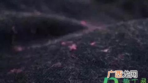 黑裤子为什么粘毛的小常识 裤子粘毛是质量差吗