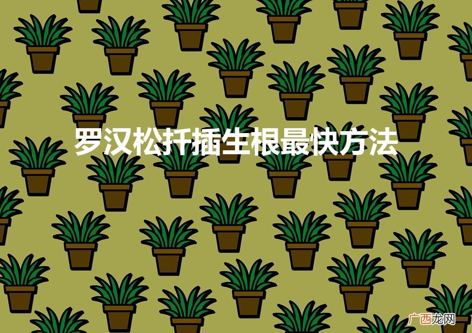 罗汉松扦插生根最快方法（罗汉松插扦多久生根)