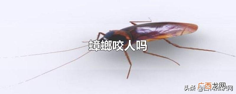 有毒吗，对人有危害吗 蟑螂会咬人吗