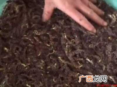 杨树毛怎么吃