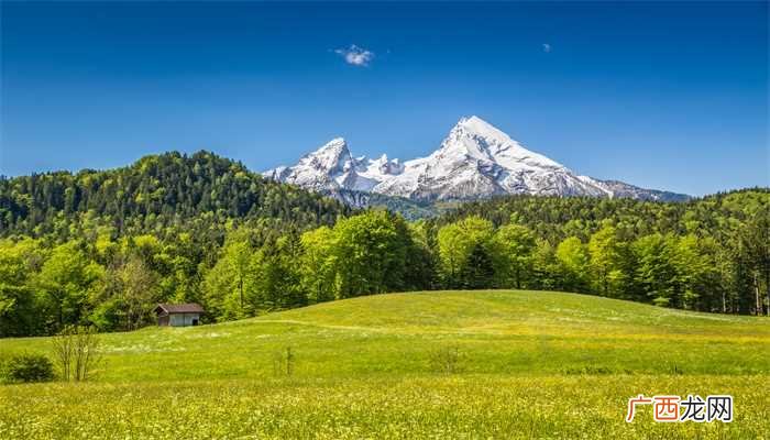 提摩西草在农村叫猫尾草、提木西、梯牧草 提摩西草在农村叫什么