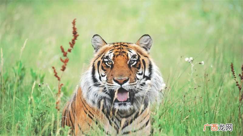 与虎相克的属相:为蛇、猴 属虎的跟什么属相犯冲