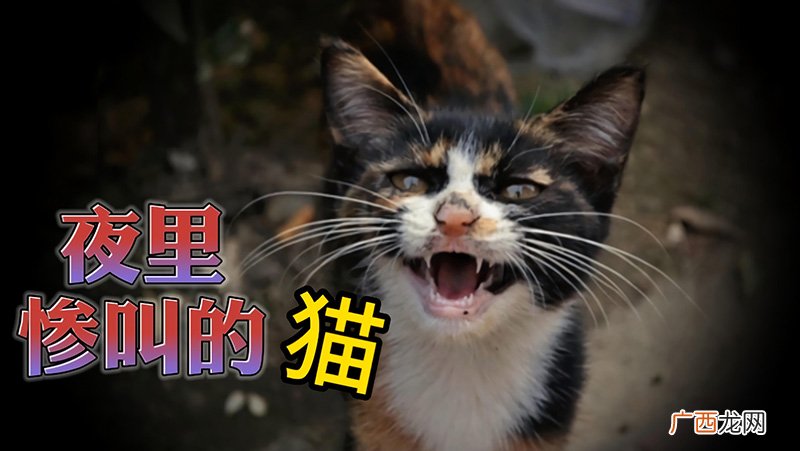 猫半夜惨叫除求爱还有哪些目的 野猫晚上为什么会鬼哭狼嚎