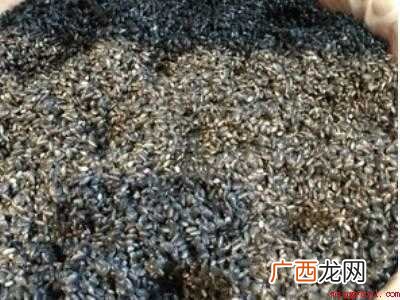 枫叶糯米饭怎么做才黑