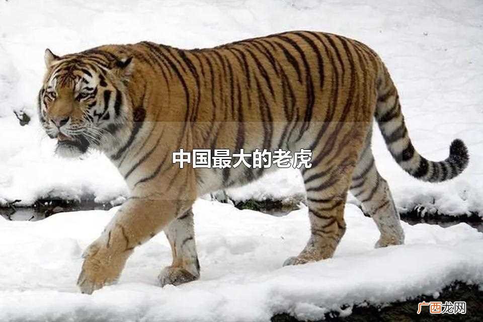 中国迄今为止最大的涉贪案件 中国最大的老虎有多大