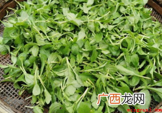 路边的野菜挖来吃安全吗 挖野菜要注意什么 路边的野菜挖来吃安全吗