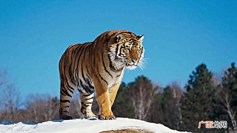 与虎不合的属相为蛇、猴 属虎不合生肖
