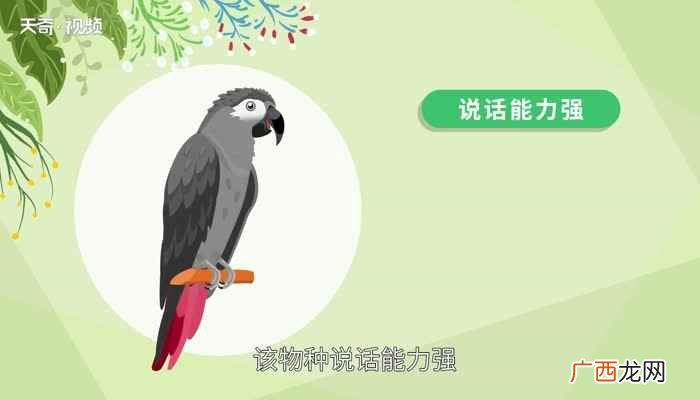 非洲灰鹦鹉是已知的几种可以和人类真正交谈的动物之一 世界上最会说话的鸟