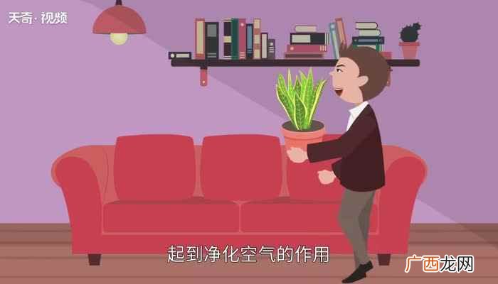 吸收甲醛的植物排名 吸收甲醛的植物