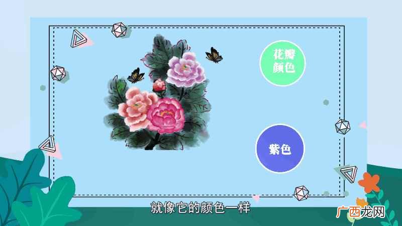牡丹花语和象征意义 牡丹花语
