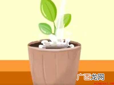土里肥肥的大白虫怎么消除