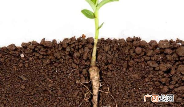 植物的根可以吸收水分和营养物质 植物的根具有哪三个作用