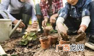 庭院适合种植的花卉有哪些 庭院适合养什么花和树