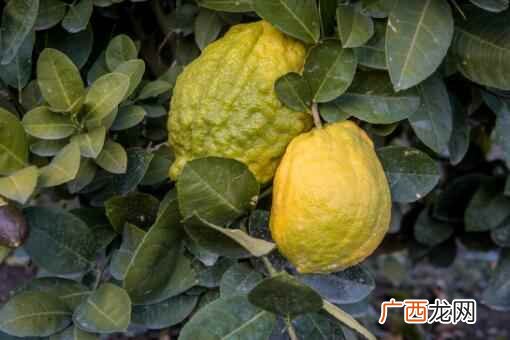 香橼多少钱一斤 香橼是什么水果