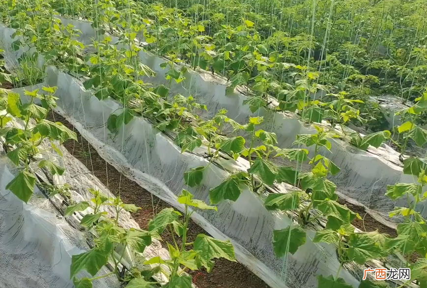 黄瓜结瓜期如何施肥才长得好产量高 黄瓜施肥时间及方法