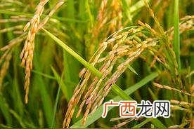 五谷杂粮是哪5种图片