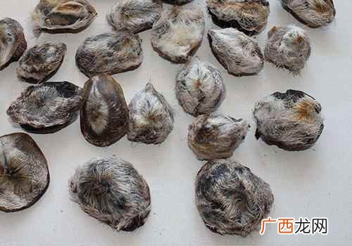 男人用麝香会影响生育吗 麝香对男人有什么危害,麝香哪里能买到