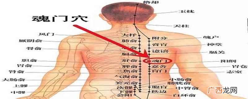 魂门穴针刺操作手法简易取法 魂门的位置及作用,魂门的准确位置图片