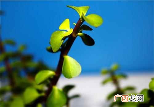 凉拌生吃马齿苋或煎水服用 消炎的中草药有哪些,什么中药可以消炎杀菌