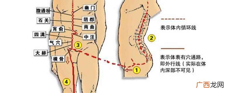 冲脉的准确走向位置图动态图 冲脉的准确走向位置图