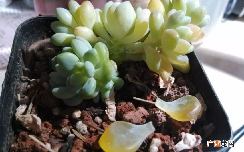 多肉植物发黄发软怎么回事 多肉发黄变软是缺水还是多水