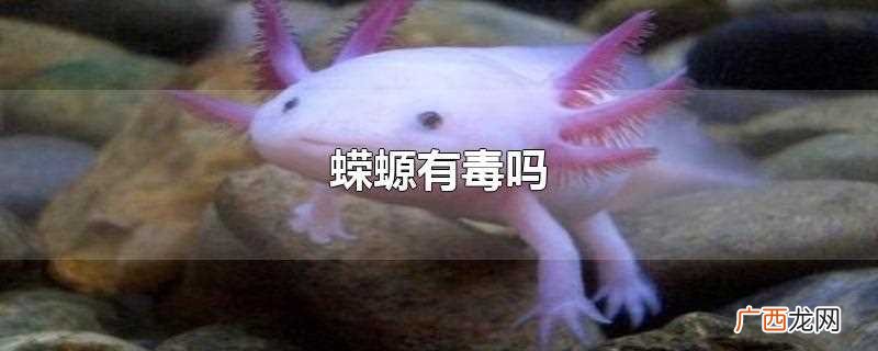 蝾螈有毒吗可以拿手里玩吗 蝾螈有毒吗
