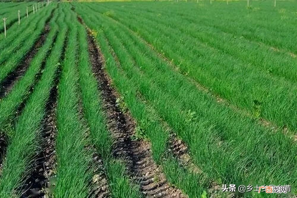 分葱怎样栽培和管理技巧 分葱的种植方法和时间