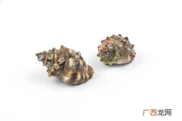 海螺煮多长时间最合适