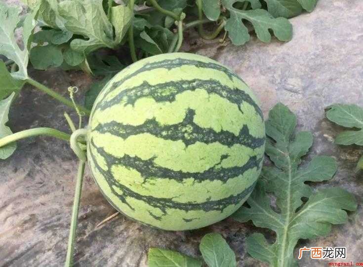 爆炸瓜怎么识别