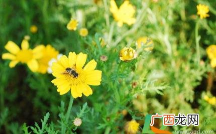2021年春分未过能上坟吗 2023春分未过能上坟吗