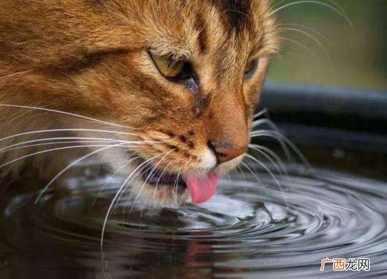 为什么我的猫不喝水，该怎么解决 猫不喝水怎么办