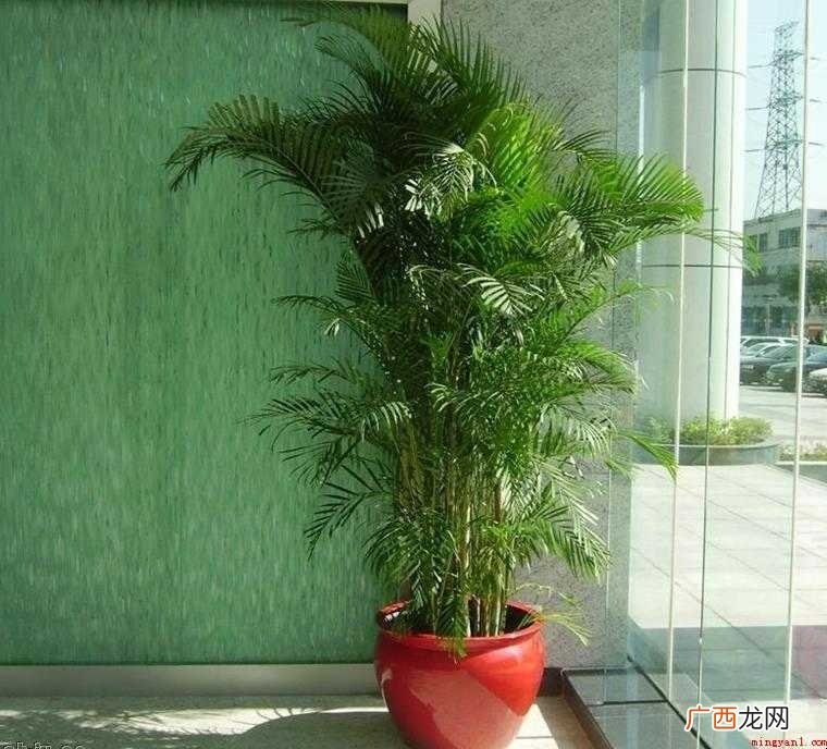 凤尾竹怎么养