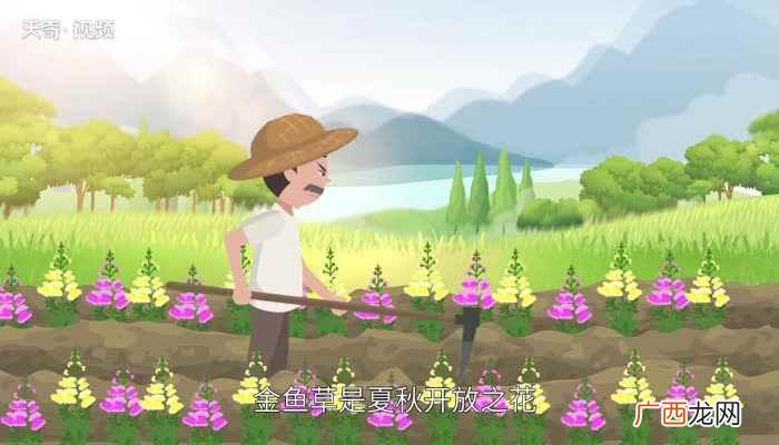 金鱼草的花语是纯洁的心、活泼热闹、鸿运当头、花好月圆、大红大 金鱼草花语
