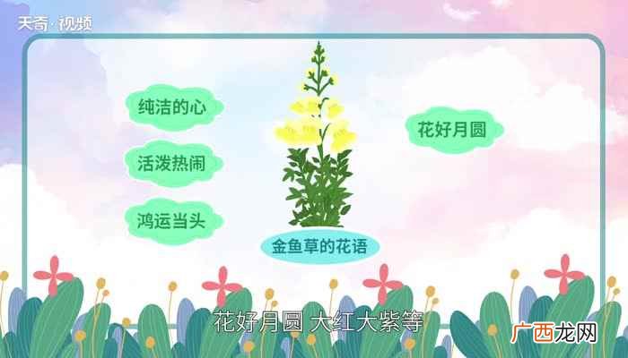 金鱼草的花语是纯洁的心、活泼热闹、鸿运当头、花好月圆、大红大 金鱼草花语