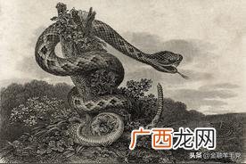女性梦到蛇是什么征兆