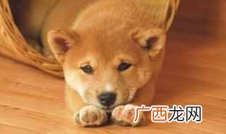小狗狗不吃饭怎么办 小狗不吃饭是怎么回事